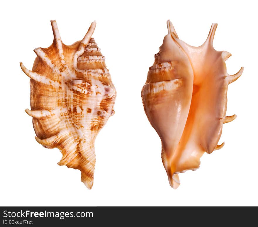 Lambis Seashells isolated on white background