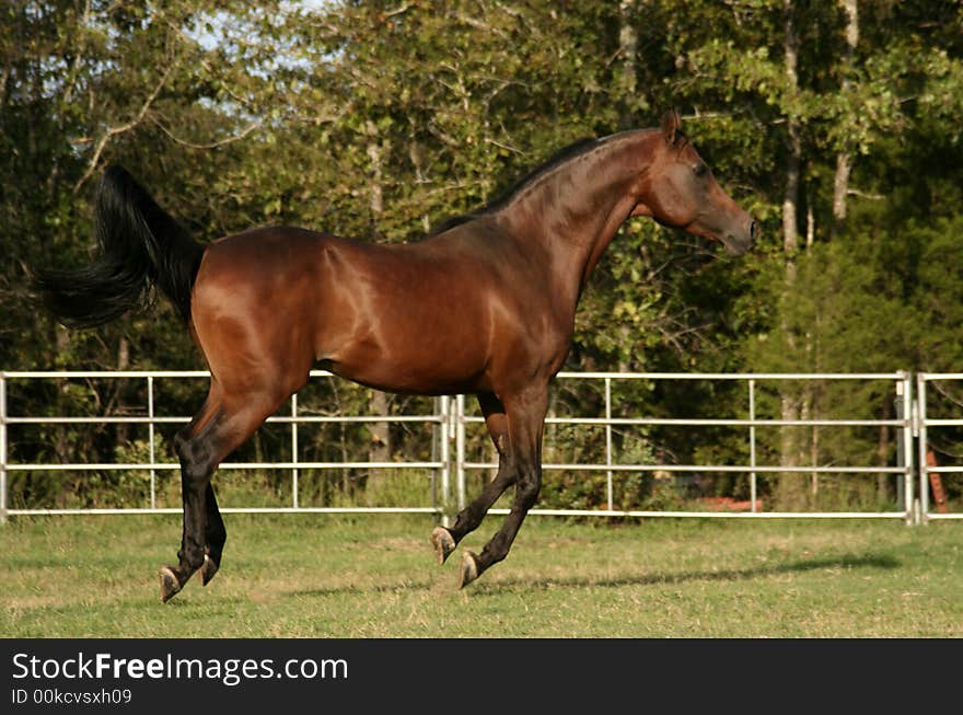 Bay Arabian Stallion running in paddock