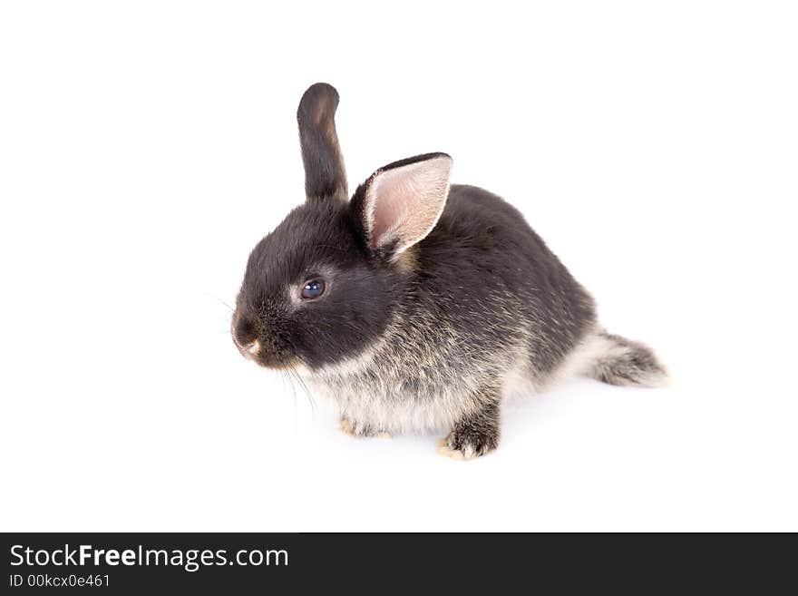 Black and white bunny, isolate