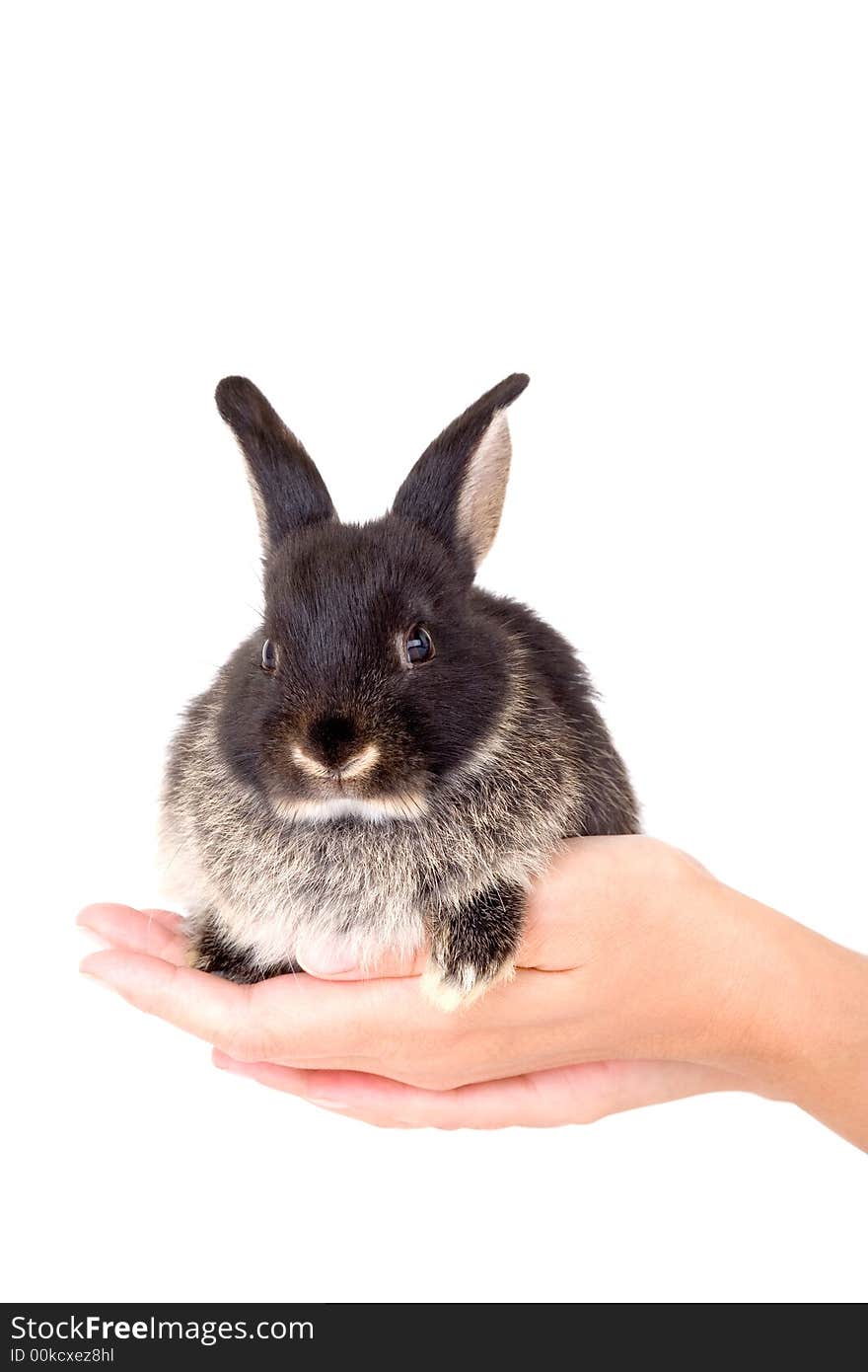 Black and white bunny, isolate