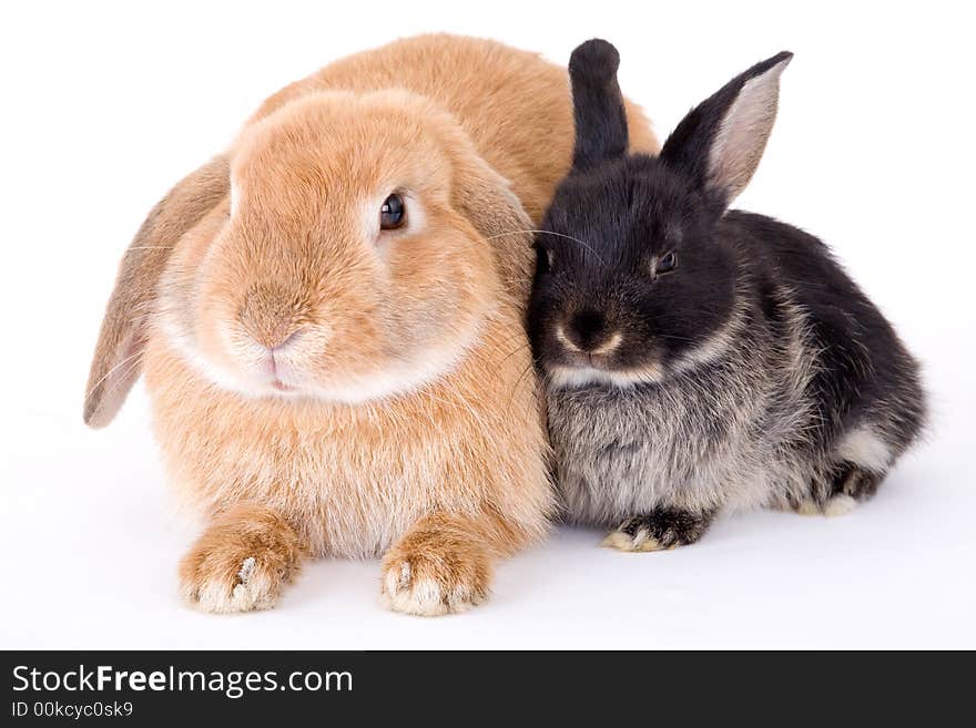 Brown and black bunny