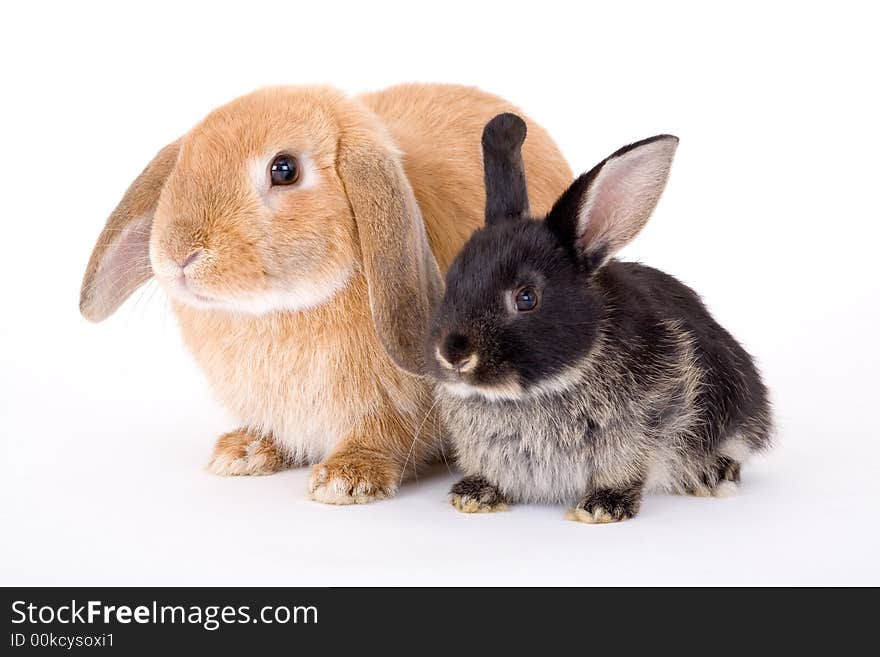 Brown and black bunny