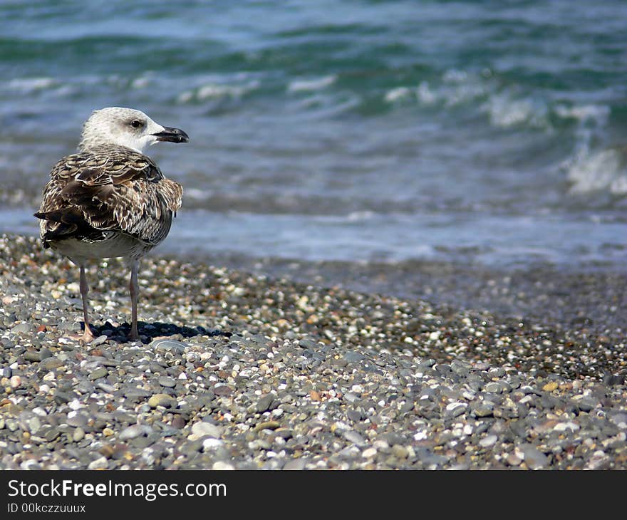 Seagull