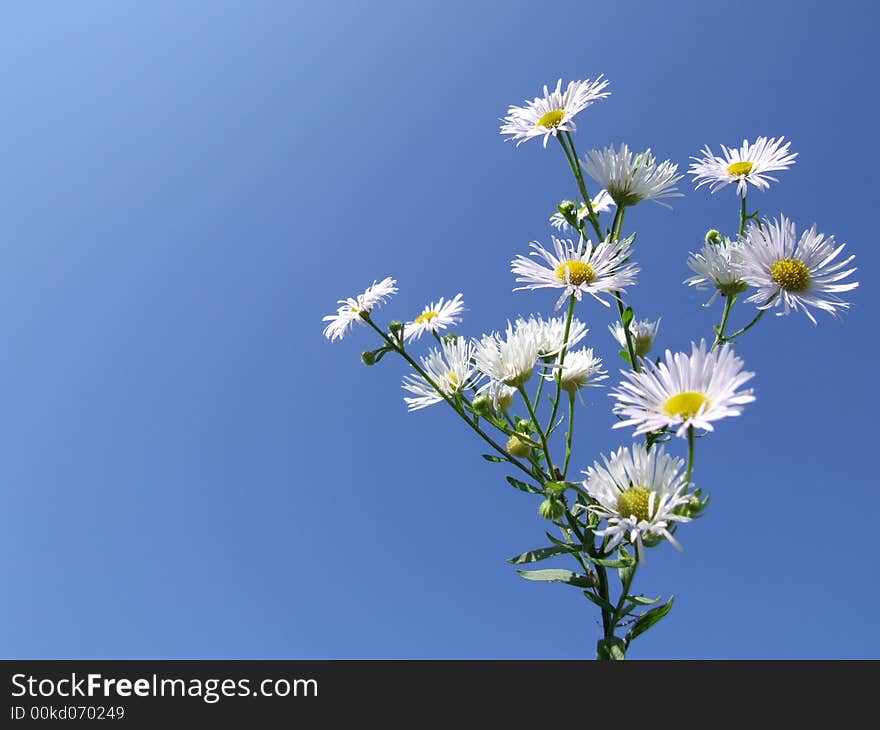 Nice White Flowers