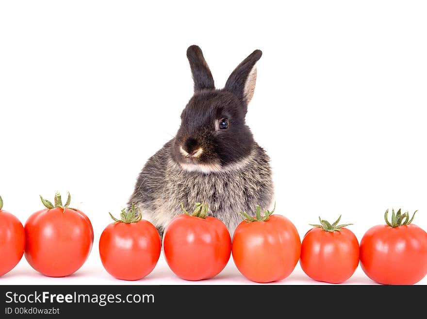 Black bunny and some tomato, isolated