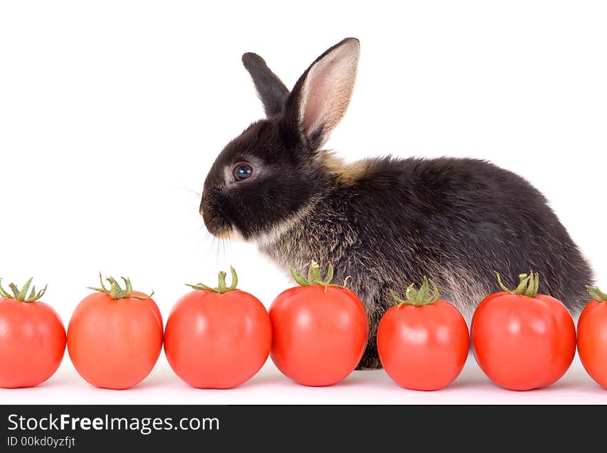 Black bunny and some tomato, isolated