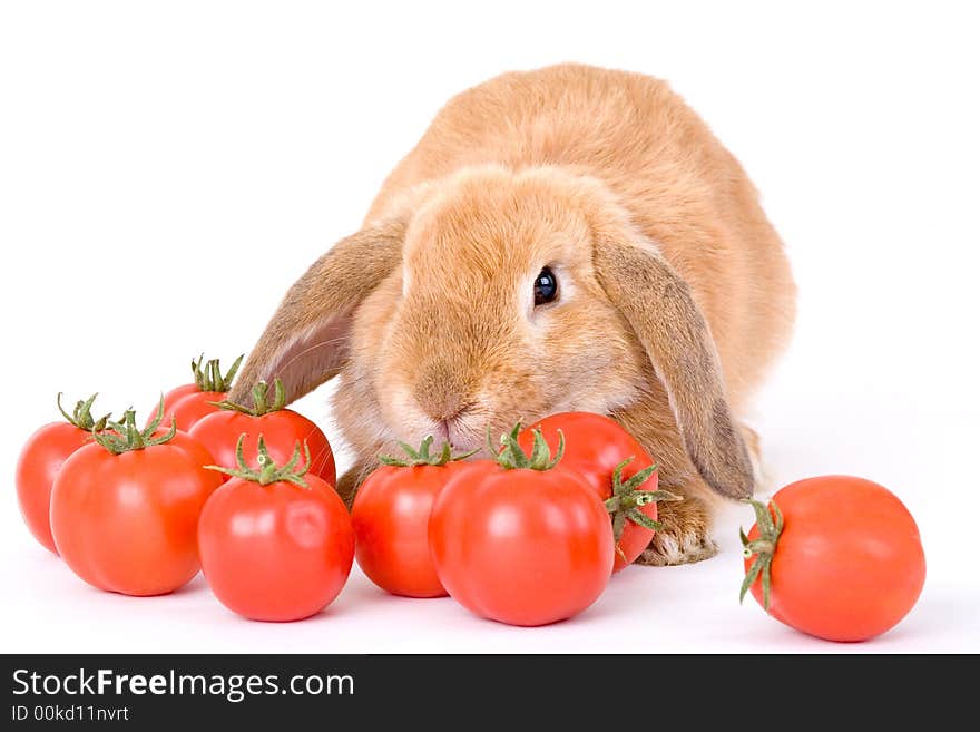 Brown bunny and some tomato, isolated