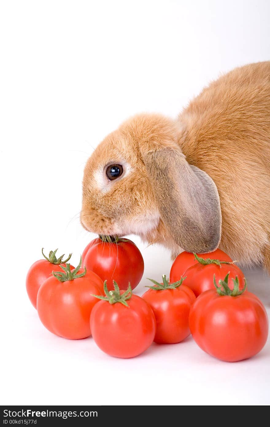 Brown bunny and some tomato, isolated