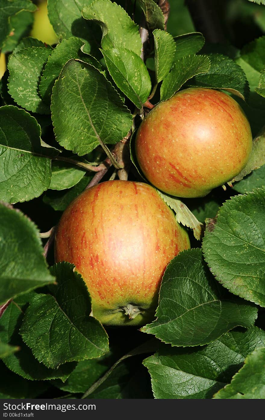 Apples on tree in orchard