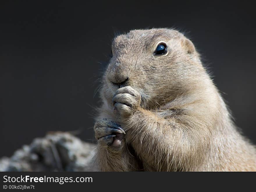 Cute prarie dog