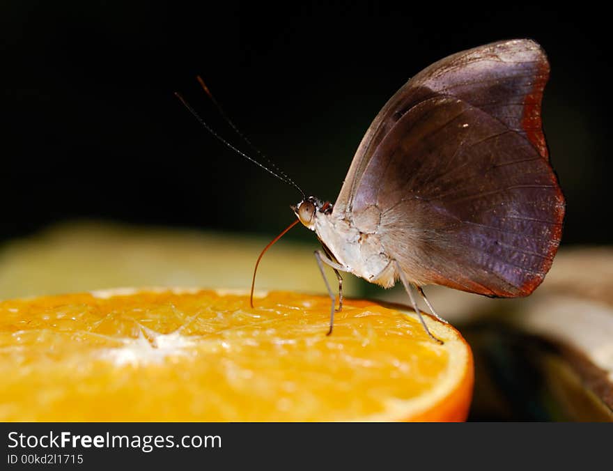 Beautiful butterfly on orange fruit. Beautiful butterfly on orange fruit