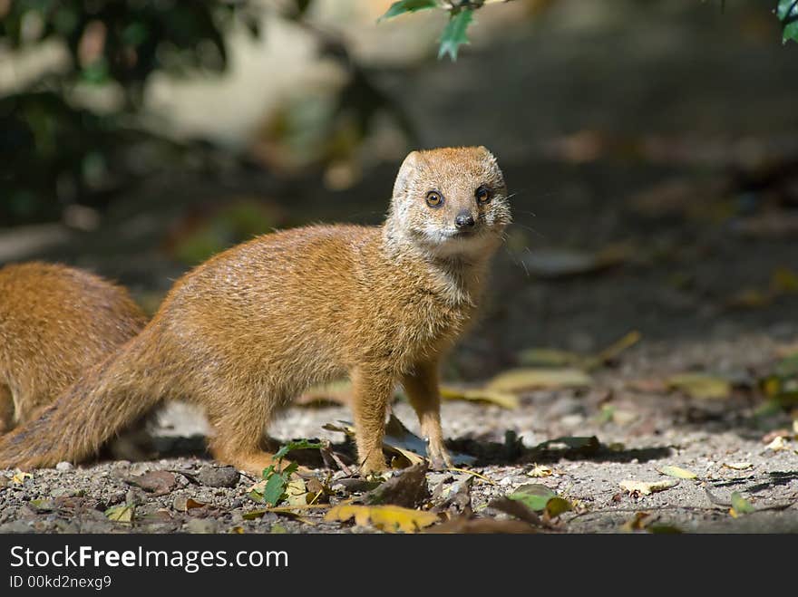 Cute Yellow Mongoose