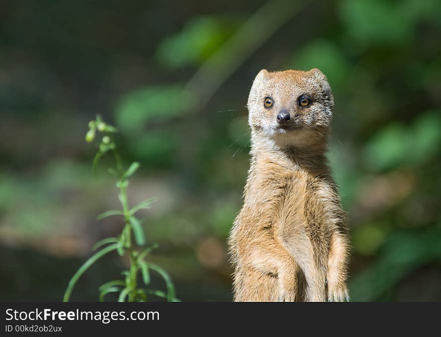 Cute yellow mongoose