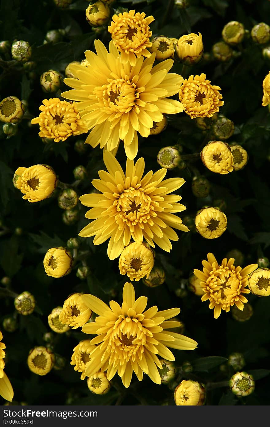 Yellow Flowers close up, three big flowers