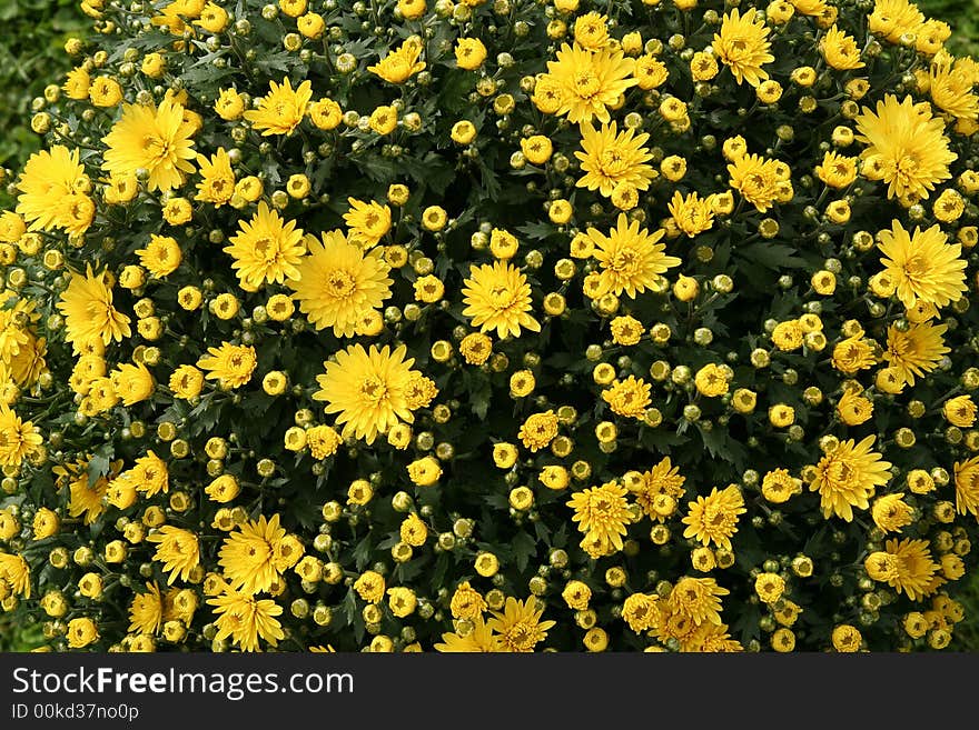 Yellow Flowers