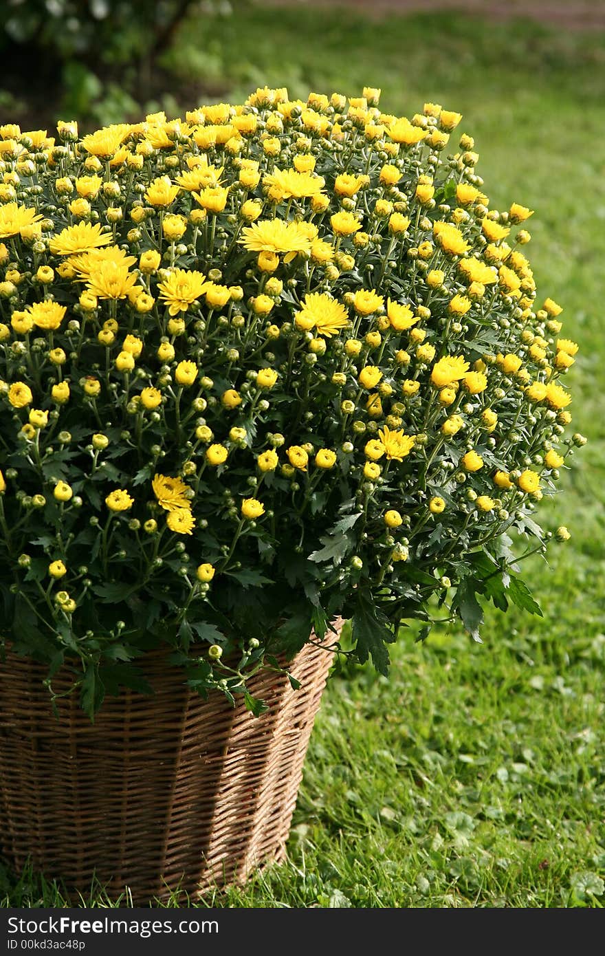 Flowers in the basket