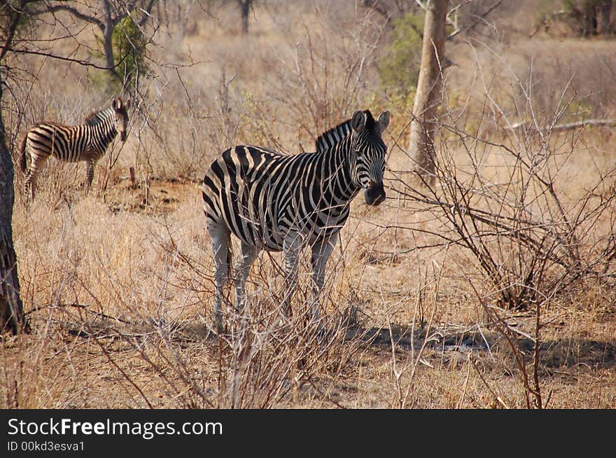 Zebras