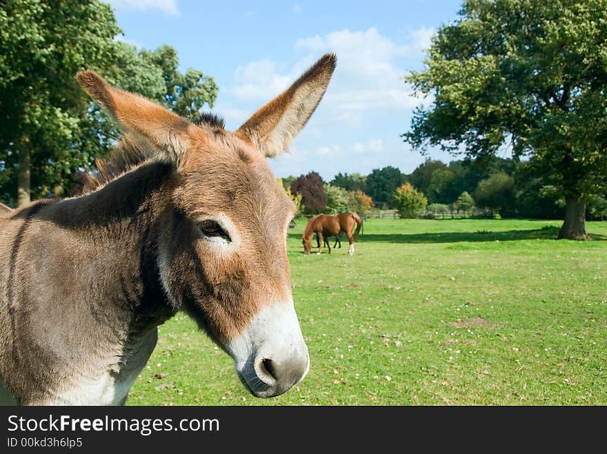 Donkey close up on a meadow