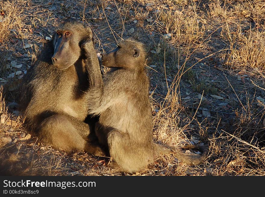 Baboons - Best friends