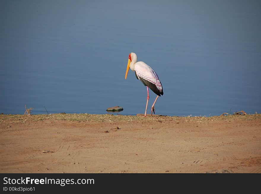 South Africa - Kruger National Park - A stork walking by lake. South Africa - Kruger National Park - A stork walking by lake