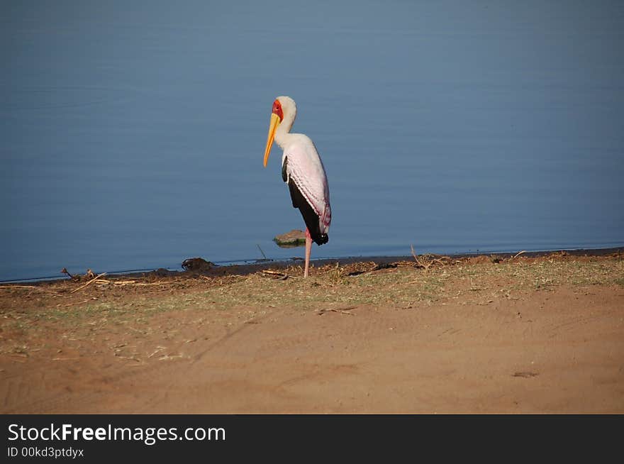 South Africa - Kruger National Park - Yellowbilled stork on lake