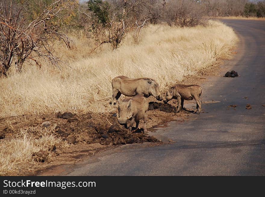 South Africa - Kruger National Park - Warthogs eating white rhino's excrement