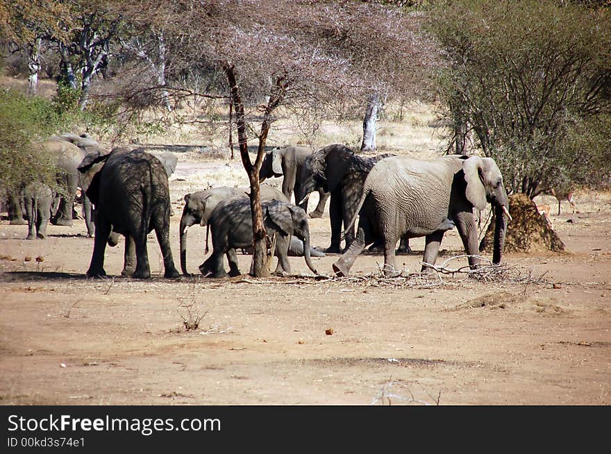 Elephants  troop