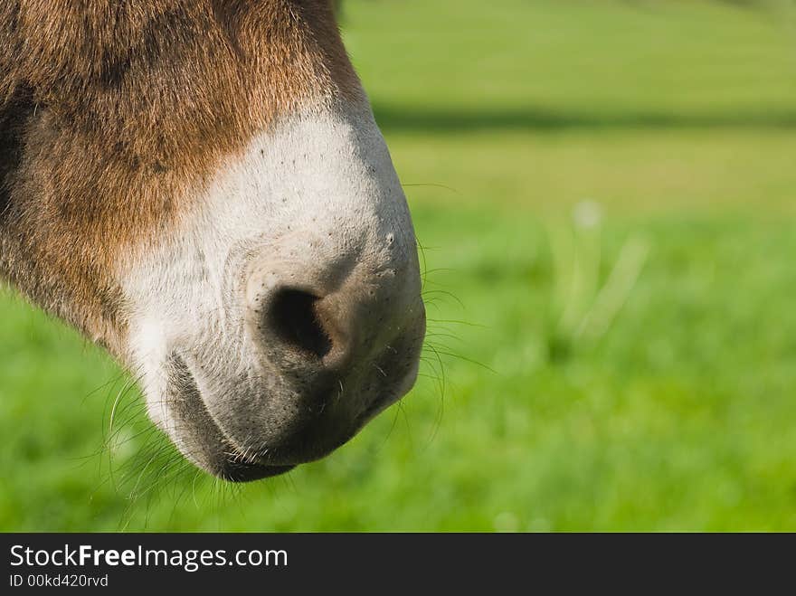 Donkeys nose close up and green blur background