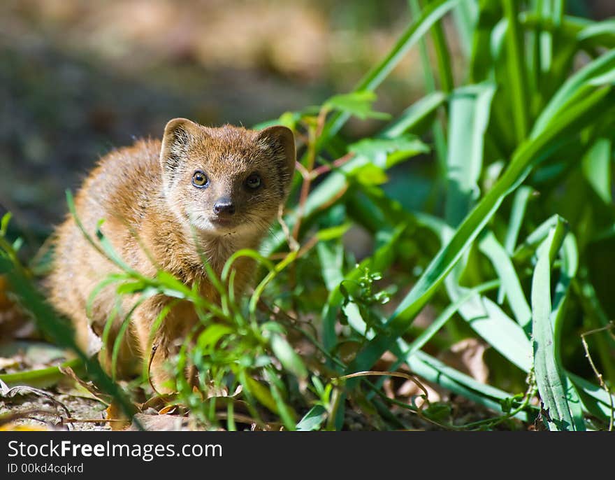 Cute yellow mongoose