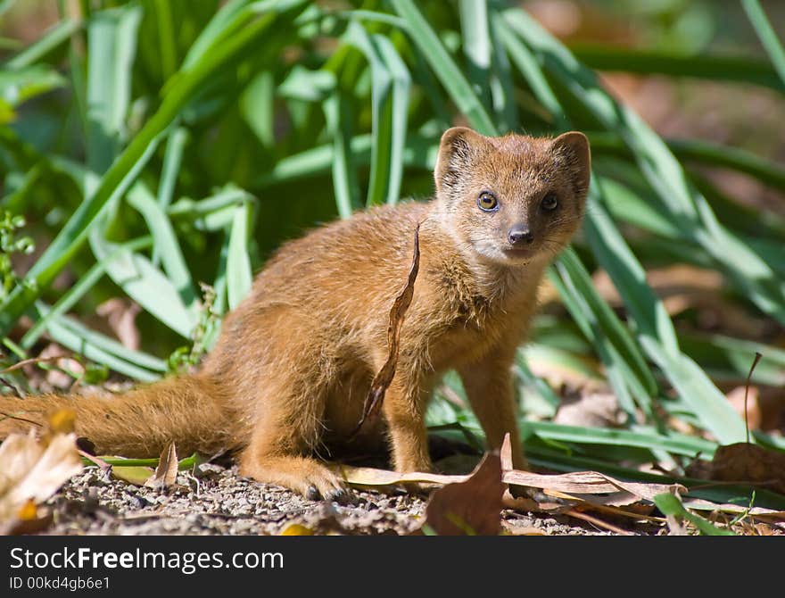 Cute Yellow Mongoose