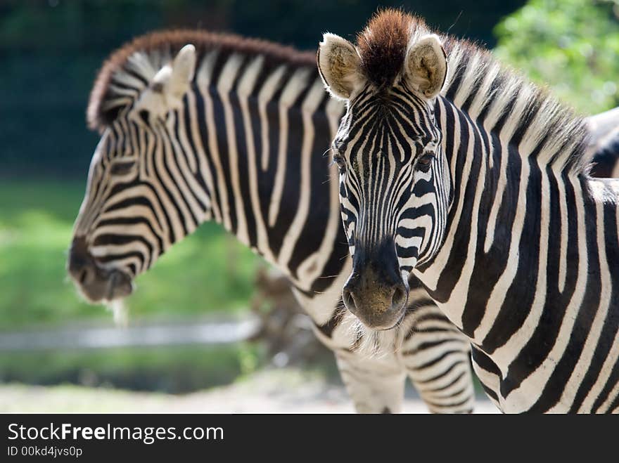 Closeup of a beautiful zebra