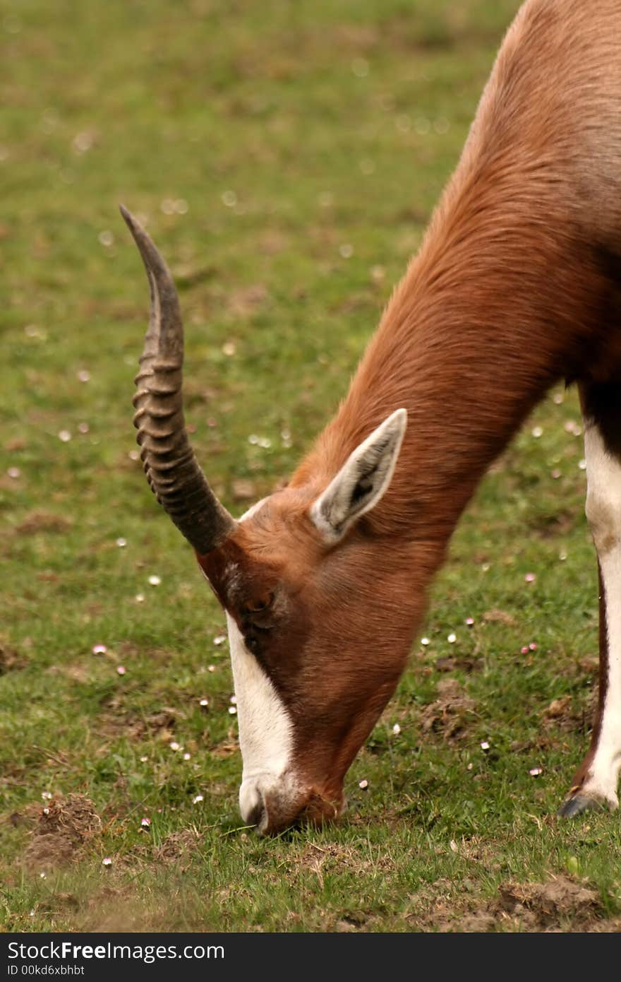 Close-up of antelope Damaliscus pygargus phillipsi