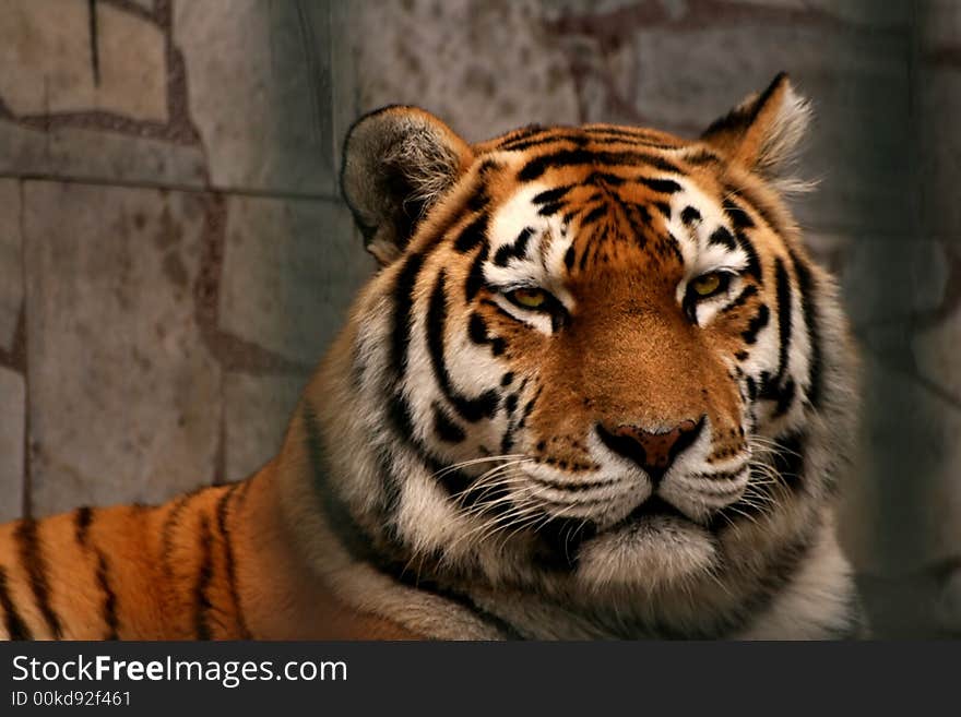 Panthera tigris altaica(tiger)