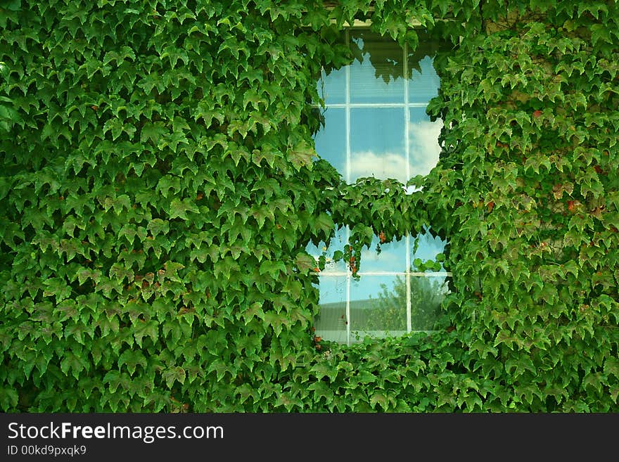 Ivy covered building with window