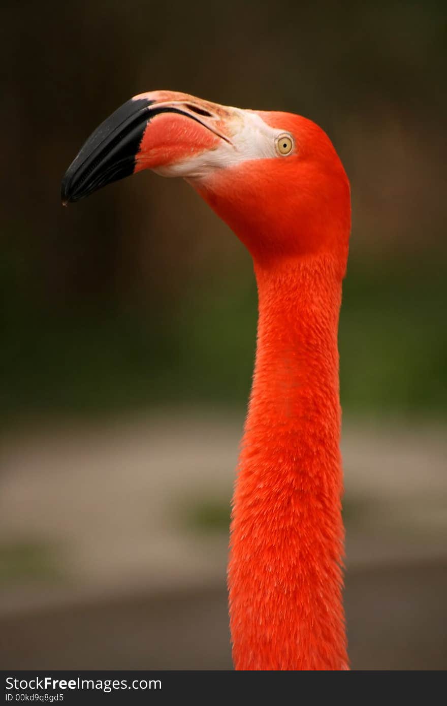 Phoenicopterus ruber roseus - flamingo(Zoo)