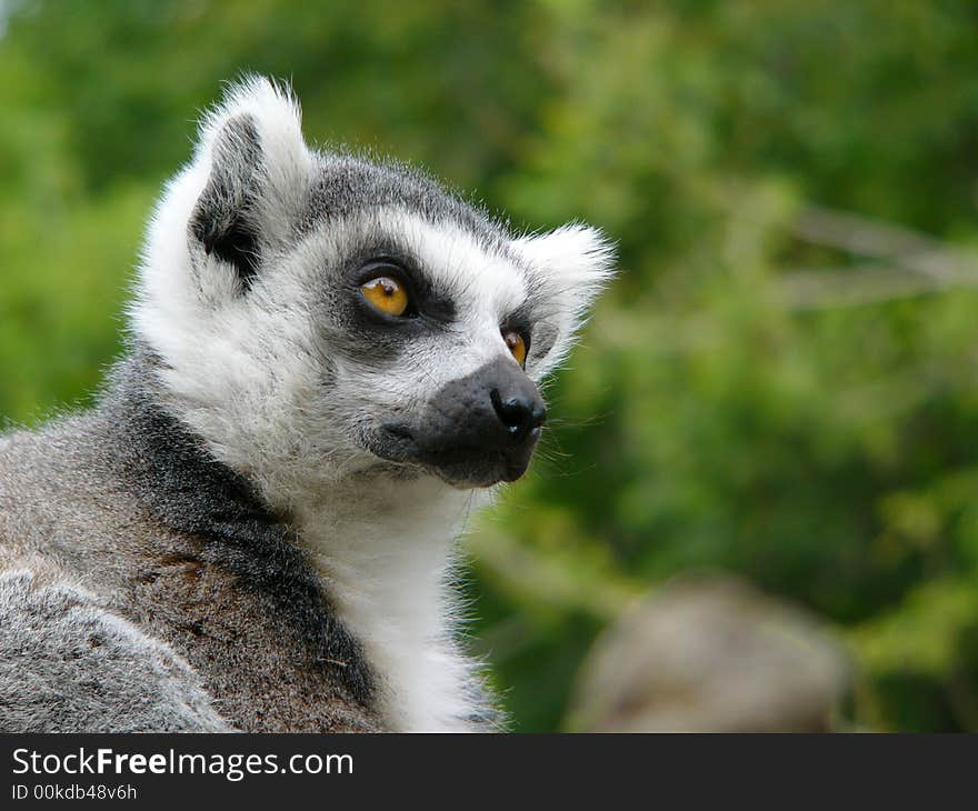 Ring Tailed Lemur