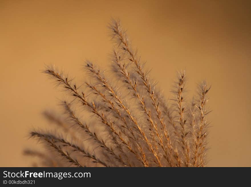 Floss of reed against brown background. Floss of reed against brown background