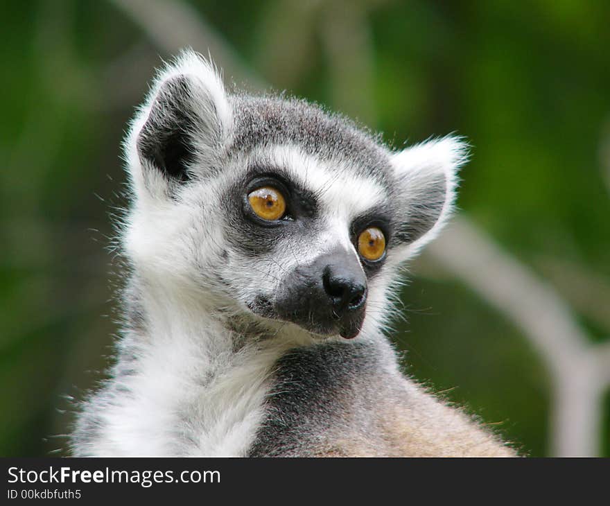 Ring Tailer Lemur Portrait