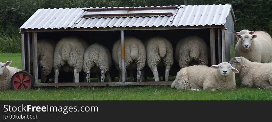 Sheep in shelter in lake district