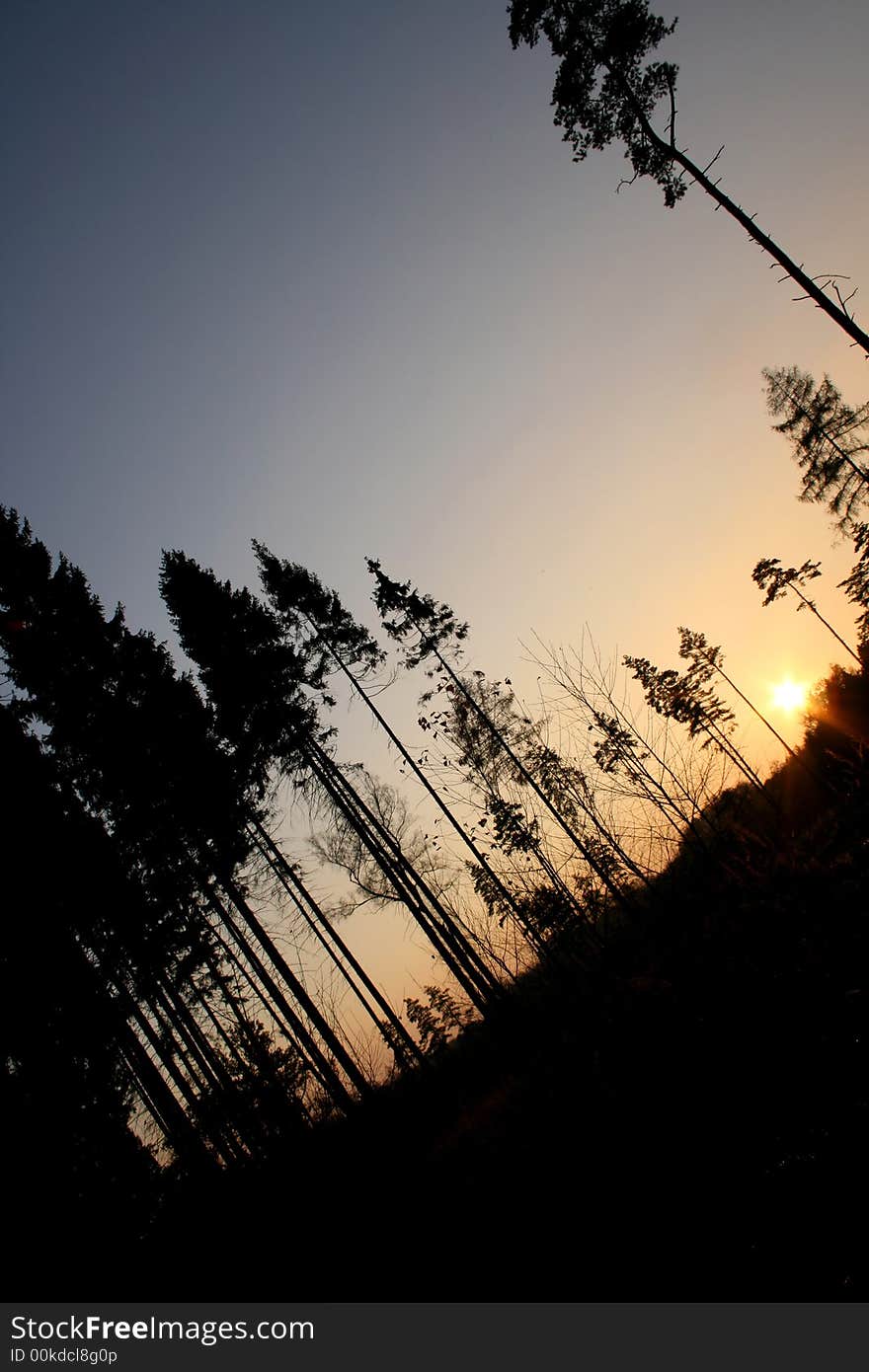 Askew sunset in pine forest