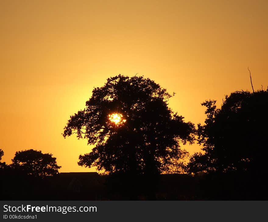 Sunset Over Wheat Trees