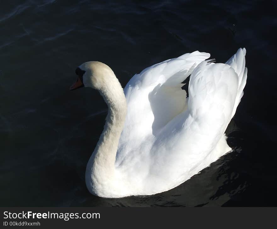 Swan on water with orange beak