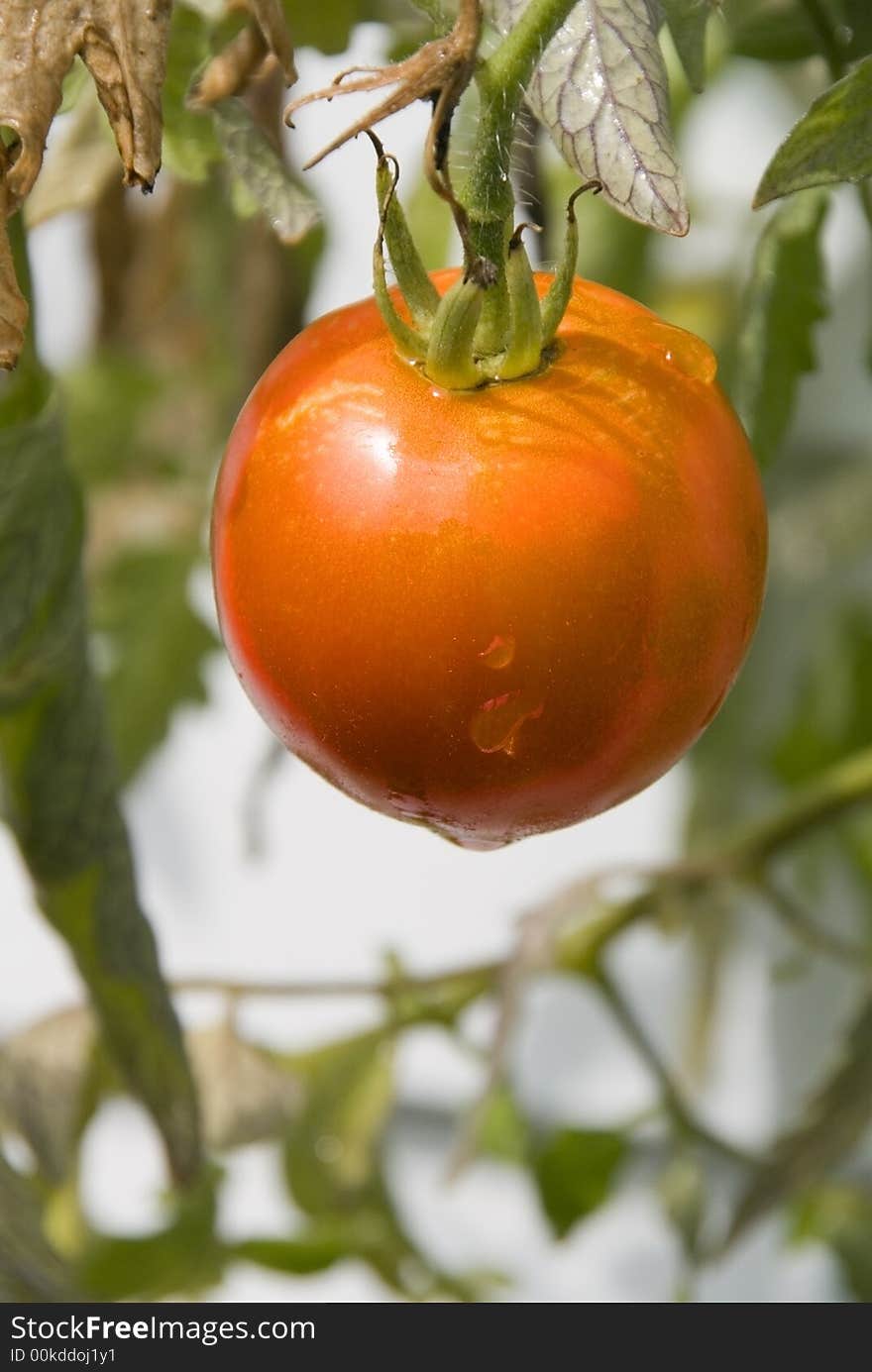 Ripened Tomato after Rain