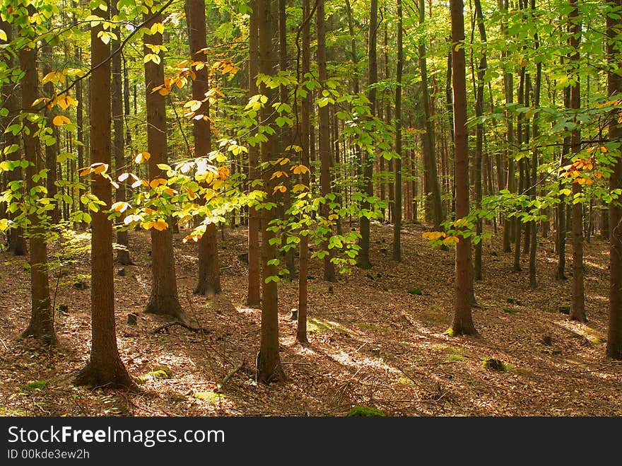 Photo of an autumn forest