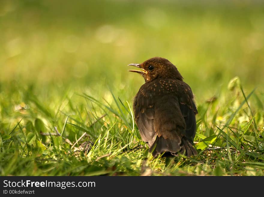 Juvenile of Turdus merula on grass background. Juvenile of Turdus merula on grass background