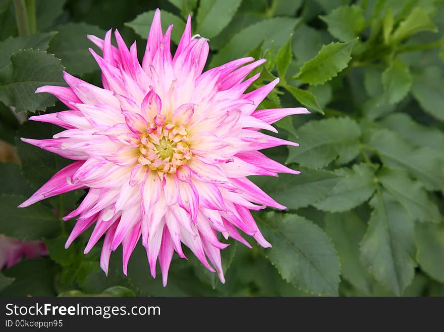 White-pink dahlia flower close-up