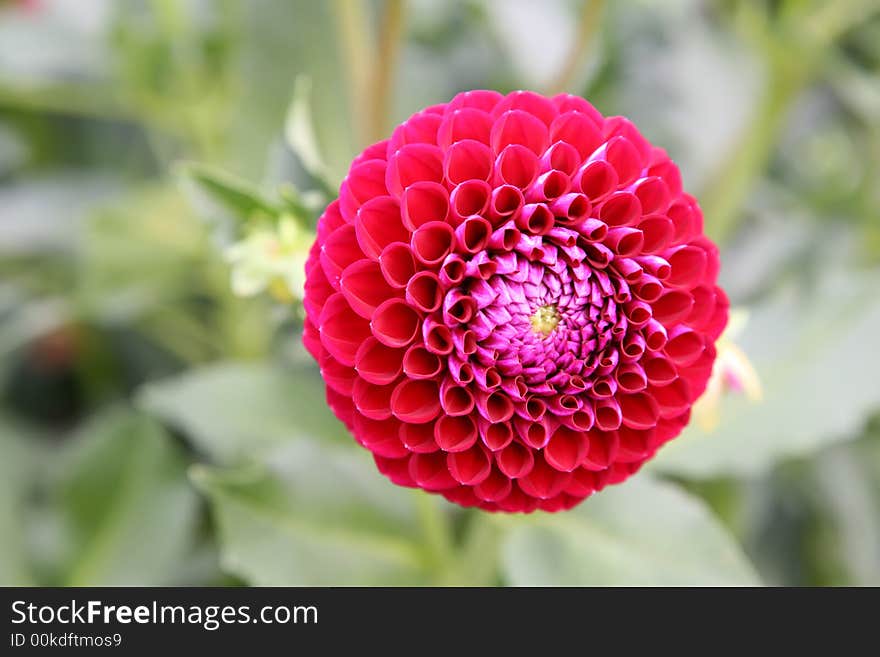 The photo of red dahlia flower