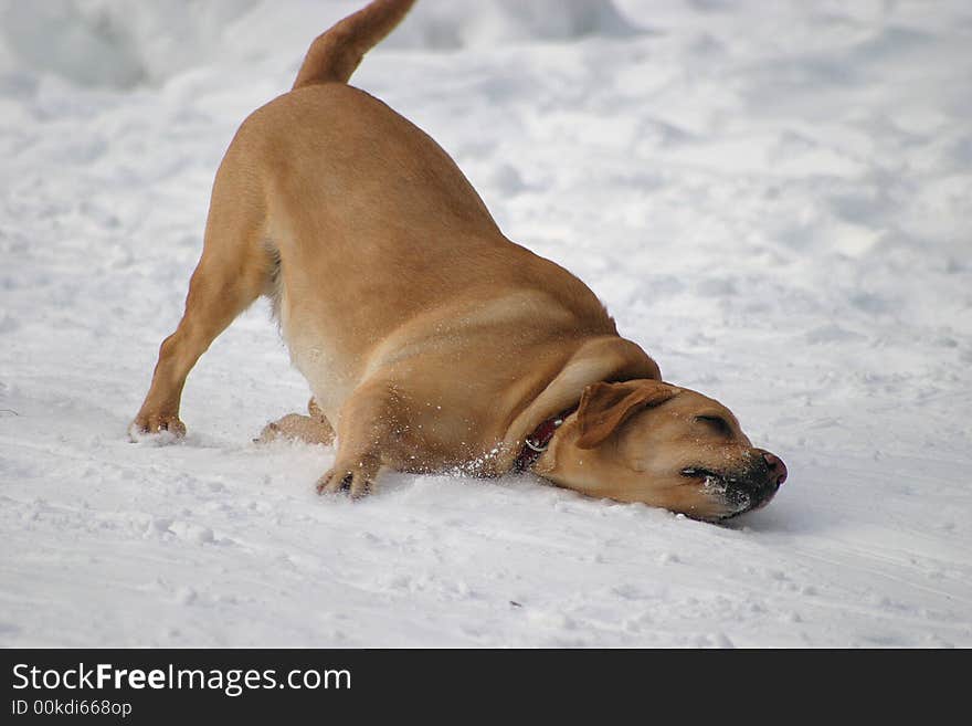 Yellow labrador retriever gliding in snow