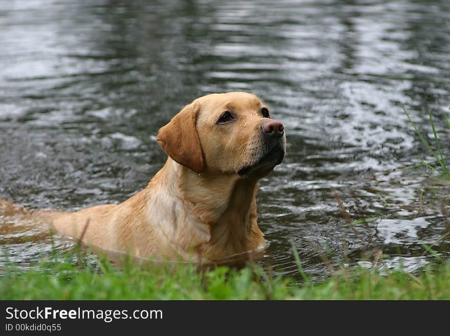 Labrador