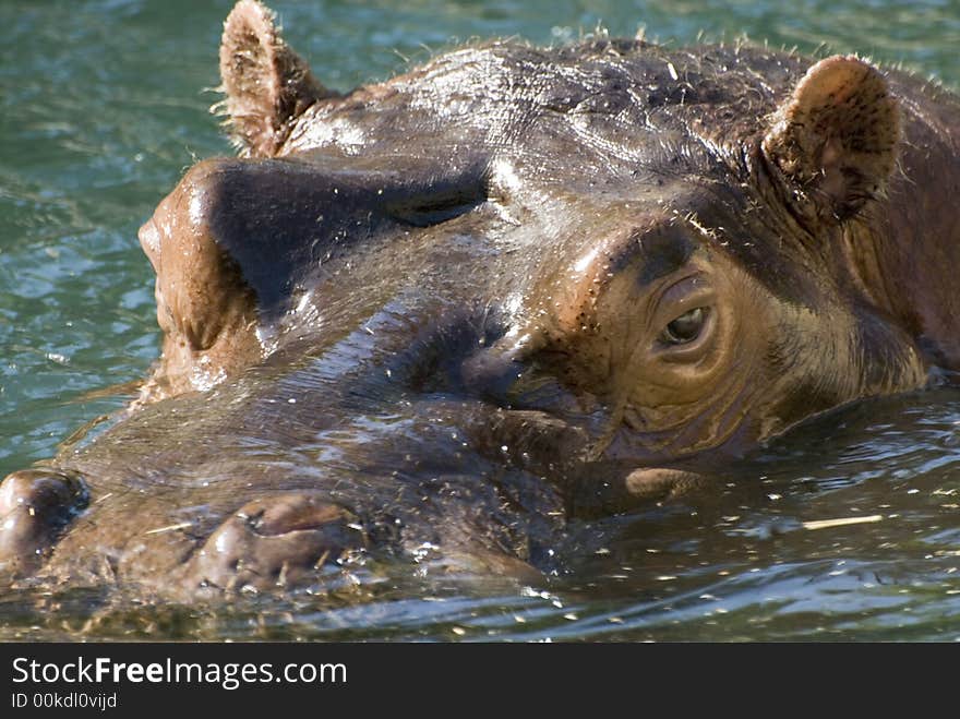 Hippopotamus